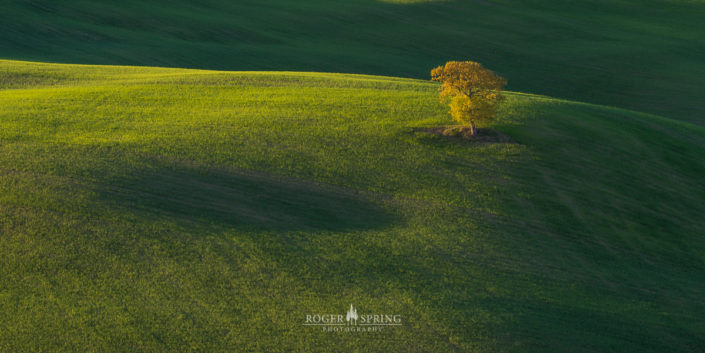 Einsamer Baum in der Toskana