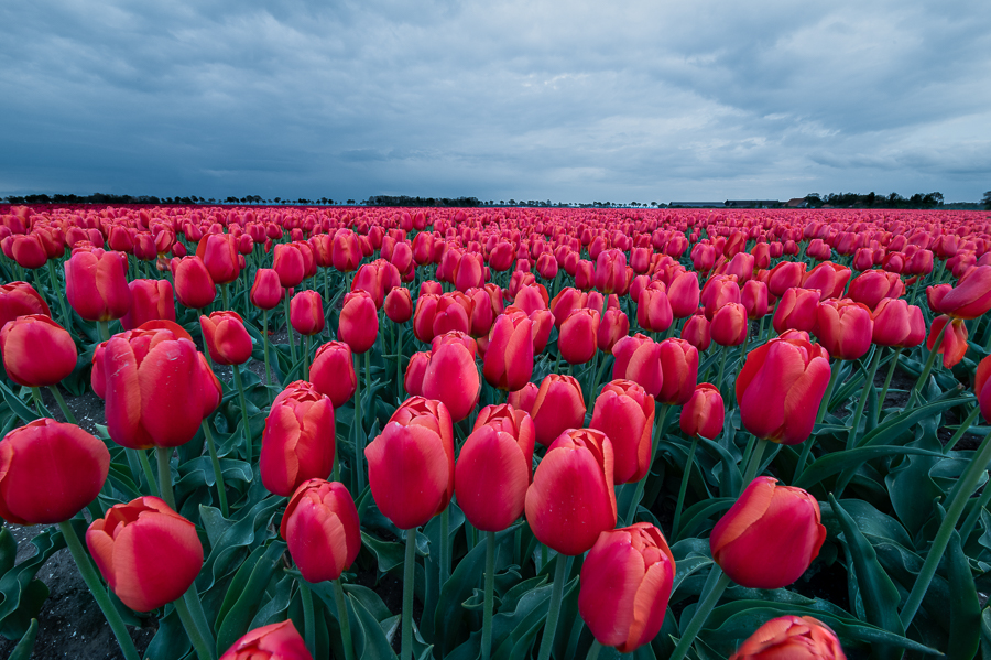 Holland: Tulpenreise